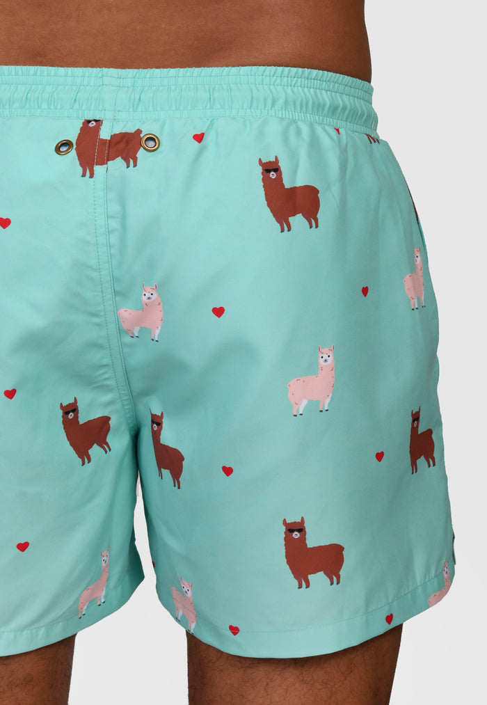 Alpaca