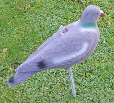 Half Body  Pigeon Shell  Decoy