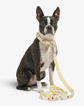 White Watercolor Citrus Leash